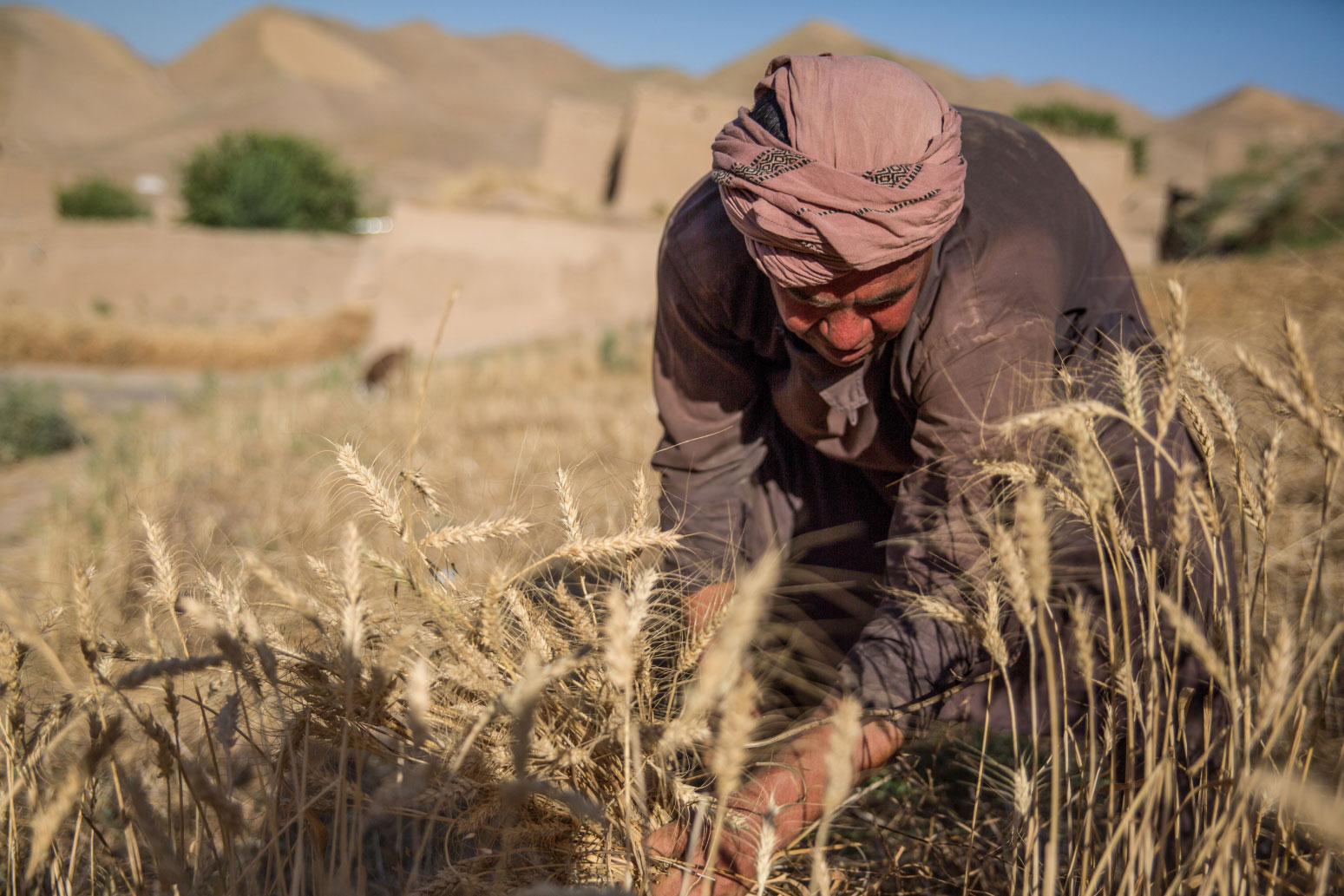 Abdul Baqi, 30, working on his farm in Badghis, Afghanistan. Abdul has been assisted by IRC cash relief.